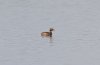 Slavonian Grebe at Paglesham Lagoon (Steve Arlow) (29087 bytes)